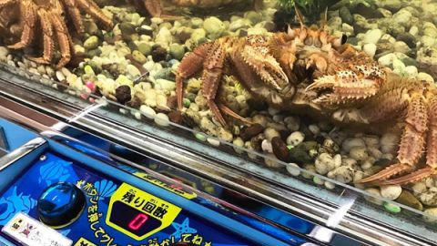 北海道先有！ 魚市場有部「夾蟹機」